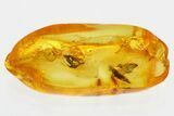 Two Fossil Leafhoppers (Cicadellidae) In Baltic Amber #346646-1